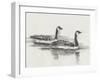 Geese Study I-Ethan Harper-Framed Art Print