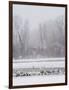 Geese, Swans and Ducks at Pond Near Jackson, Wyoming-Howie Garber-Framed Photographic Print