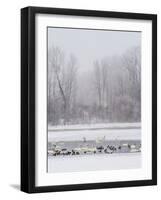 Geese, Swans and Ducks at Pond Near Jackson, Wyoming-Howie Garber-Framed Photographic Print