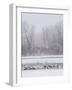 Geese, Swans and Ducks at Pond Near Jackson, Wyoming-Howie Garber-Framed Photographic Print