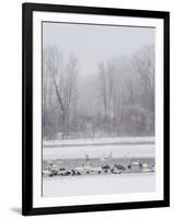 Geese, Swans and Ducks at Pond Near Jackson, Wyoming-Howie Garber-Framed Premium Photographic Print