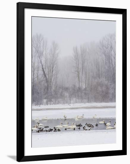 Geese, Swans and Ducks at Pond Near Jackson, Wyoming-Howie Garber-Framed Premium Photographic Print