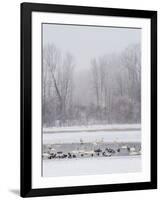 Geese, Swans and Ducks at Pond Near Jackson, Wyoming-Howie Garber-Framed Photographic Print