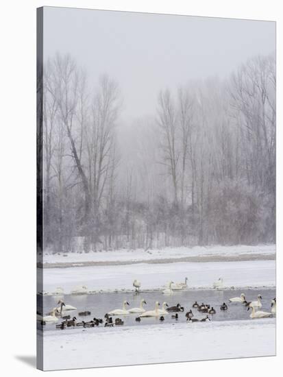 Geese, Swans and Ducks at Pond Near Jackson, Wyoming-Howie Garber-Stretched Canvas