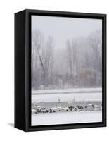 Geese, Swans and Ducks at Pond Near Jackson, Wyoming-Howie Garber-Framed Stretched Canvas