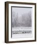 Geese, Swans and Ducks at Pond Near Jackson, Wyoming-Howie Garber-Framed Photographic Print