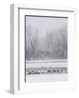 Geese, Swans and Ducks at Pond Near Jackson, Wyoming-Howie Garber-Framed Photographic Print