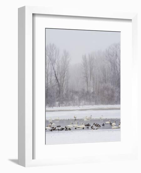 Geese, Swans and Ducks at Pond Near Jackson, Wyoming-Howie Garber-Framed Photographic Print