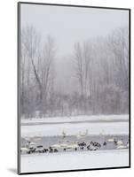 Geese, Swans and Ducks at Pond Near Jackson, Wyoming-Howie Garber-Mounted Photographic Print