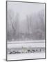 Geese, Swans and Ducks at Pond Near Jackson, Wyoming-Howie Garber-Mounted Photographic Print