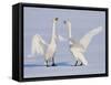 Geese-WizData-Framed Stretched Canvas