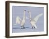 Geese-WizData-Framed Photographic Print