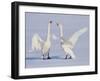 Geese-WizData-Framed Photographic Print