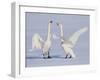 Geese-WizData-Framed Photographic Print