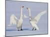 Geese-WizData-Mounted Photographic Print