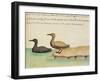 Geese-null-Framed Giclee Print