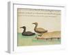 Geese-null-Framed Giclee Print