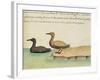 Geese-null-Framed Giclee Print