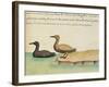 Geese-null-Framed Giclee Print