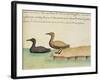 Geese-null-Framed Giclee Print