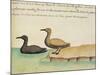 Geese-null-Mounted Giclee Print