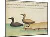 Geese-null-Mounted Premium Giclee Print