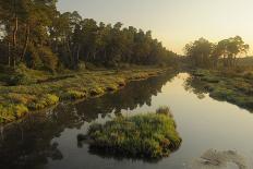 Pine Trees at Sunrise in Delta, Karavasta Lagoons National Park, Albania, June 2009-Geidemark-Photographic Print