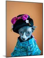 Geisha Cat-zinchik-Mounted Photographic Print