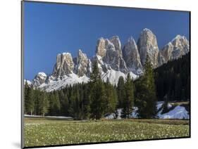 Geisler Mountains Valley Villnoess, Spring-Crocus, Dolomites, South Tyrol, Italy-Martin Zwick-Mounted Photographic Print