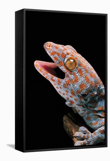 Gekko Gecko (Tokay Gecko)-Paul Starosta-Framed Stretched Canvas