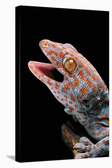 Gekko Gecko (Tokay Gecko)-Paul Starosta-Stretched Canvas