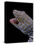 Gekko Gecko (Tokay Gecko)-Paul Starosta-Stretched Canvas