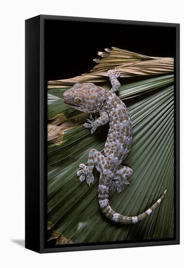 Gekko Gecko (Tokay Gecko)-Paul Starosta-Framed Stretched Canvas