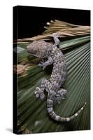 Gekko Gecko (Tokay Gecko)-Paul Starosta-Stretched Canvas