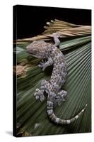 Gekko Gecko (Tokay Gecko)-Paul Starosta-Stretched Canvas