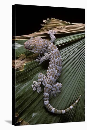 Gekko Gecko (Tokay Gecko)-Paul Starosta-Stretched Canvas