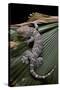 Gekko Gecko (Tokay Gecko)-Paul Starosta-Stretched Canvas
