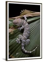 Gekko Gecko (Tokay Gecko)-Paul Starosta-Framed Premium Photographic Print