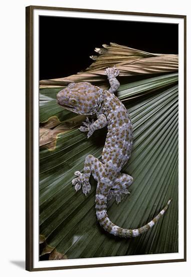 Gekko Gecko (Tokay Gecko)-Paul Starosta-Framed Premium Photographic Print