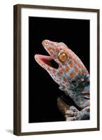 Gekko Gecko (Tokay Gecko)-Paul Starosta-Framed Photographic Print