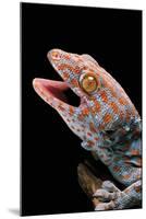 Gekko Gecko (Tokay Gecko)-Paul Starosta-Mounted Photographic Print