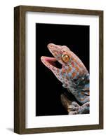 Gekko Gecko (Tokay Gecko)-Paul Starosta-Framed Photographic Print