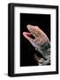 Gekko Gecko (Tokay Gecko)-Paul Starosta-Framed Photographic Print