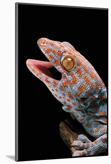 Gekko Gecko (Tokay Gecko)-Paul Starosta-Mounted Photographic Print