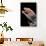 Gekko Gecko (Tokay Gecko)-Paul Starosta-Photographic Print displayed on a wall