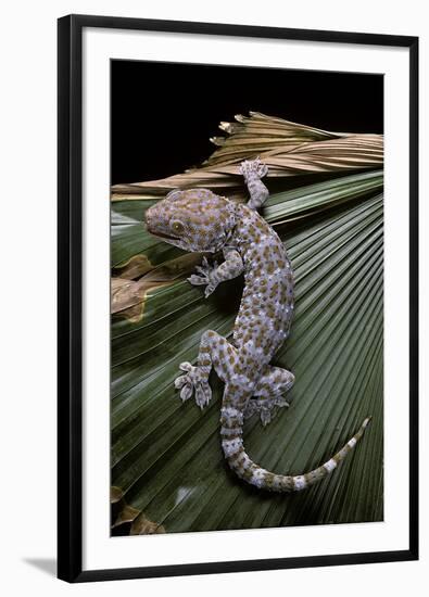 Gekko Gecko (Tokay Gecko)-Paul Starosta-Framed Photographic Print