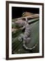 Gekko Gecko (Tokay Gecko)-Paul Starosta-Framed Photographic Print