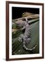 Gekko Gecko (Tokay Gecko)-Paul Starosta-Framed Photographic Print