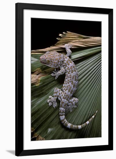 Gekko Gecko (Tokay Gecko)-Paul Starosta-Framed Photographic Print