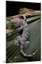 Gekko Gecko (Tokay Gecko)-Paul Starosta-Mounted Photographic Print